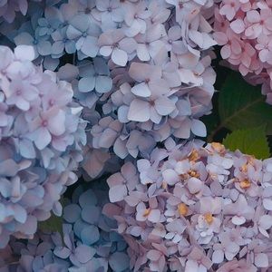 Meet your Posher, Kia